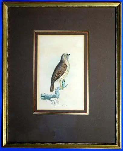 Stahlstich,1850,Sparrow Owl,Zwergkäuzchen,koloriert,gerahmt ,verglast,