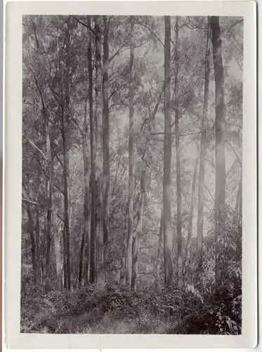 Zwei Original-Photographien Urwald auf Bali, 1911