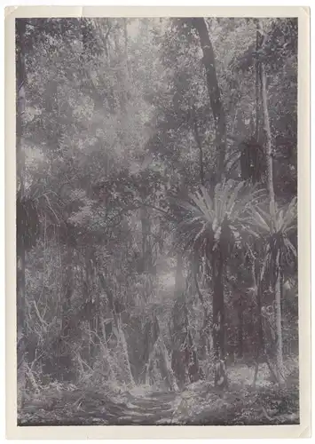 Zwei Original-Photographien Urwald auf Bali, 1911