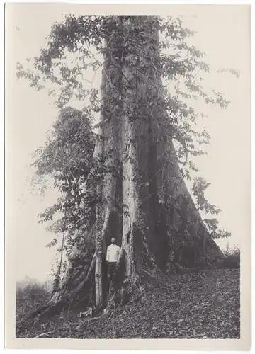 Zwei Original-Photographien Baumriese auf Bali, ca. 1910