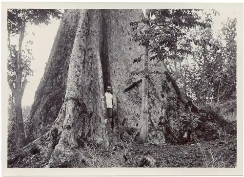 Zwei Original-Photographien Baumriese auf Bali, ca. 1910