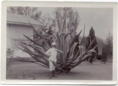 Original-Photographie einer Riesen-Agave, 1911