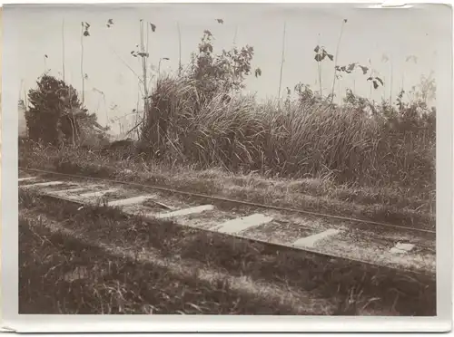 Original-Photographie Eisenbahnschienen in Urwald von Bali, ca. 1910