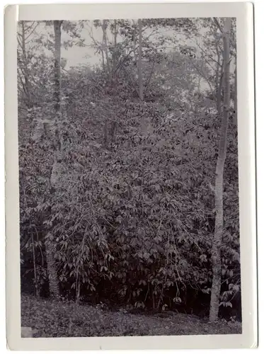 Original-Photographie „Caffee-Plantage“, wohl Bali, 1911