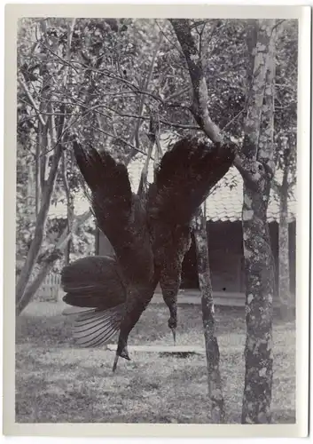 Original-Photographie Zwei erlegte Vögel, an Baum hängend, wohl Niederl.-Indien