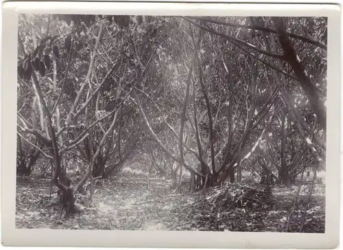 Original-Photographie einer Kautschuk-Plantage, Niederländisch-Indien, 1911