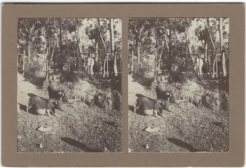 Original-3D/Stereophotographie Bali, Hängebauchschweine, 1913