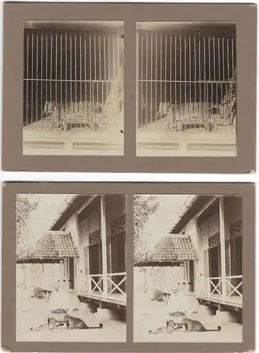 Zwei Original-3D/Stereophotographien mit zwei jungen Leoparden, Bali, 1913
