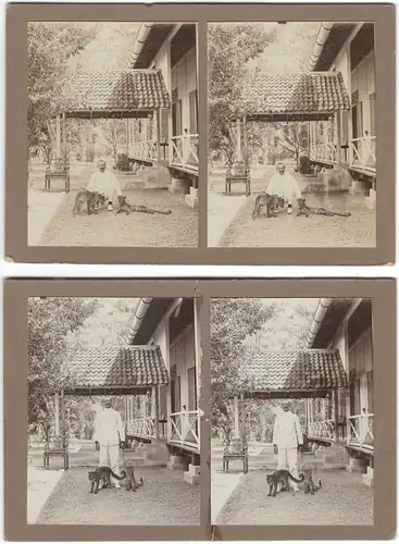 Zwei Original-3D/Stereophotographien mit zwei jungen Leoparden, Bali, 1913