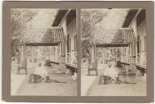 Zwei Original-3D/Stereophotographien mit zwei jungen Leoparden, Bali, 1913