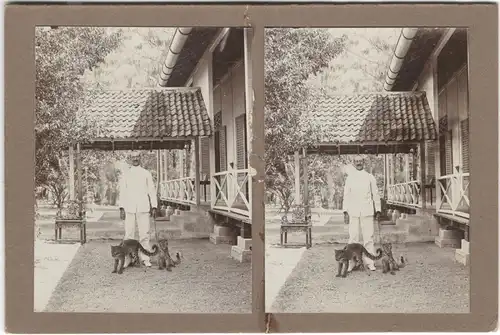 Zwei Original-3D/Stereophotographien mit zwei jungen Leoparden, Bali, 1913