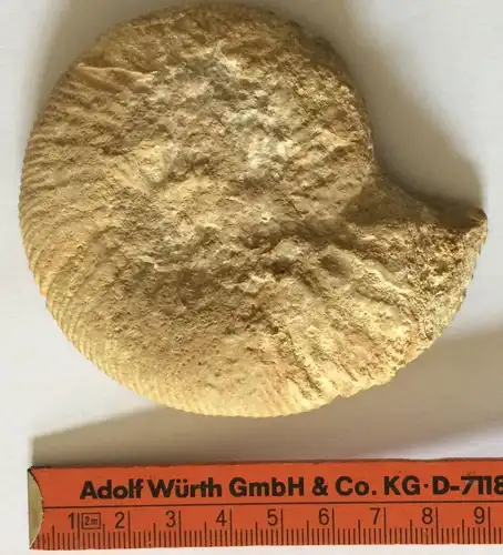 Versteinertes Meerestier, wohl Kopffüßler, Ammonit aus der Kreidezeit