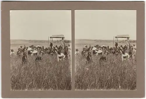 Original-3D/Stereophotographie Ernte auf Bali, 1913