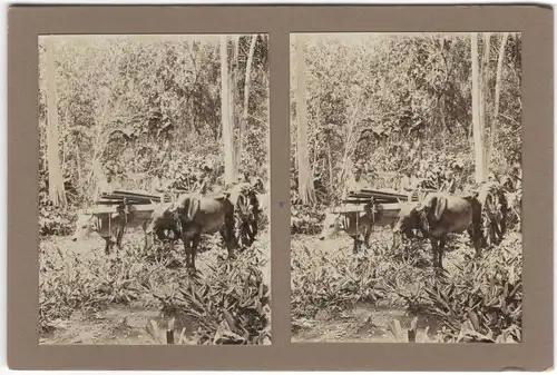 Original-3D/Stereophotographie Arbeiten im Urwald in Bali, 1913