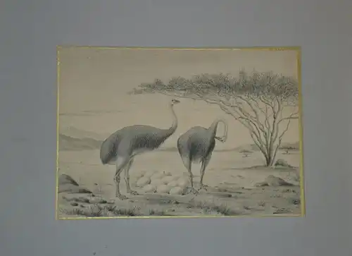 Tuschfederzeichnung/Aquarell,2 Vogel Strauss mit Gelege,19.Jhdt, B.v.Krause