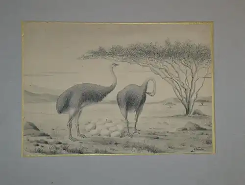 Tuschfederzeichnung/Aquarell,2 Vogel Strauss mit Gelege,19.Jhdt, B.v.Krause