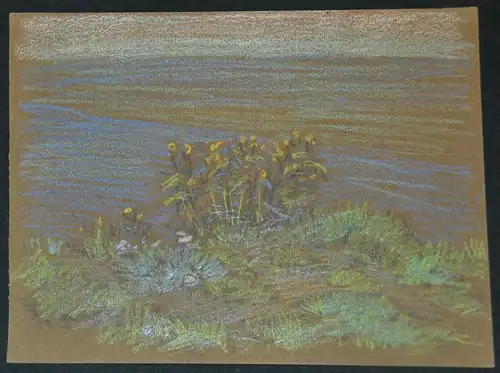 Bleistift-Buntstift-zeichnung,Hans Stadelmann,Blumen am Wasser