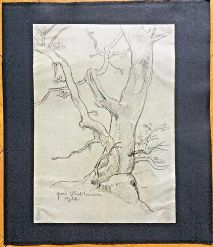 Original-Bleistiftzeichnung eines Baumes von Hans Stadelmann 1924