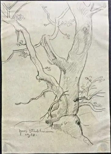 Original-Bleistiftzeichnung eines Baumes von Hans Stadelmann 1924