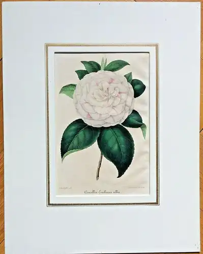 Farblithographie „Camellie Emiliana alba“ von G. Severeyns nach A. Verschaffelt