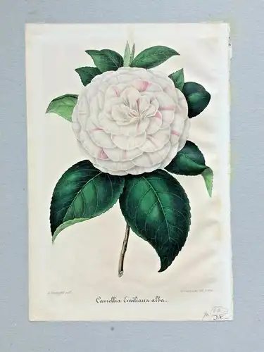 Farblithographie „Camellie Emiliana alba“ von G. Severeyns nach A. Verschaffelt