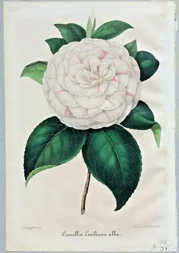 Farblithographie „Camellie Emiliana alba“ von G. Severeyns nach A. Verschaffelt