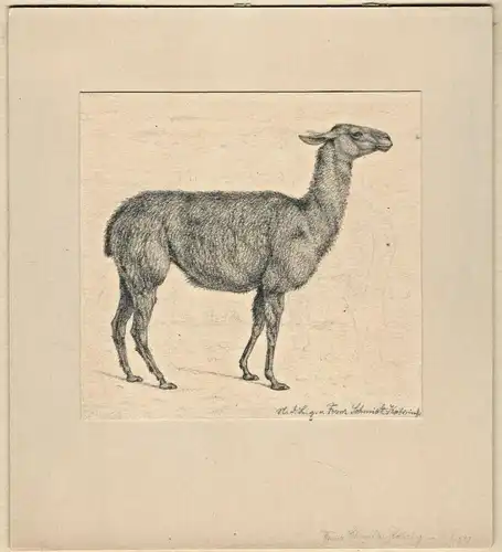 Bleistiftzeichnung Lama oder Alpaka, signiert „Franz Schmidt-Kahring“