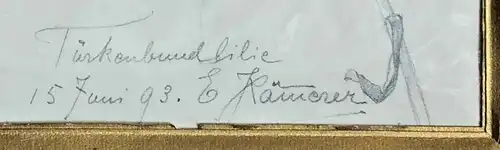 Bleistiftzeichnung „Türkenbundlilie“ sign. „E. Kämmerer“, teilcoloriert  1993