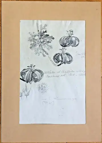 Bleistiftzeichnung „Türkenbundlilie“ von „E. Kämmerer“ im Passepartout 1892