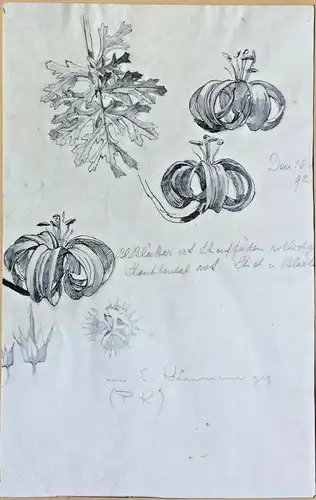 Bleistiftzeichnung „Türkenbundlilie“ von „E. Kämmerer“ im Passepartout 1892