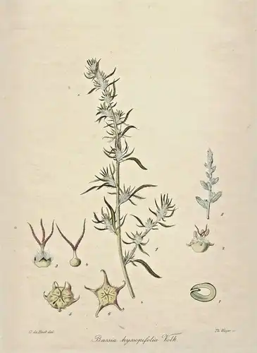 „Bassia hyssopifolia“ - Colorierter Kupferstich im Passepartout, Beck, Weger