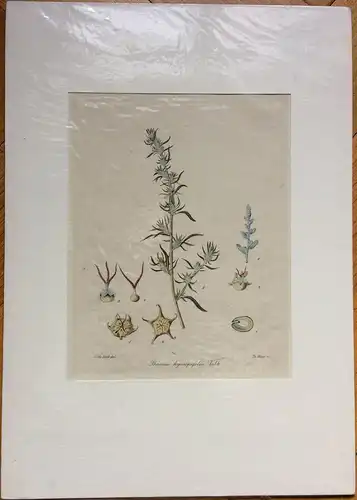 „Bassia hyssopifolia“ - Colorierter Kupferstich im Passepartout, Beck, Weger