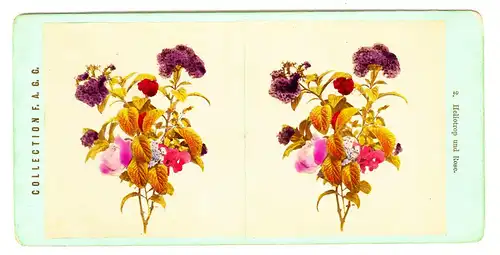 Stereofotografie,Heliotrop u. Rose,koloriert,Collection F.A.G.G.