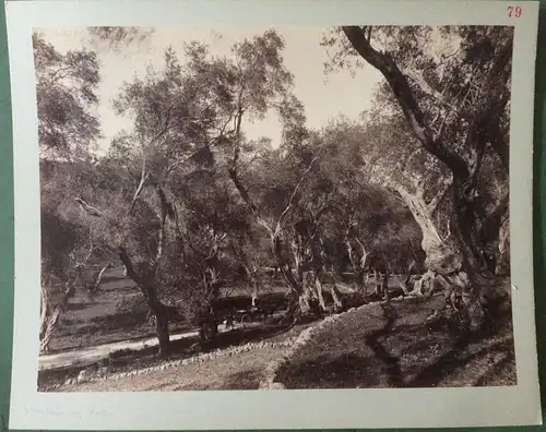 Photographie Olivenhain auf Korfu, ca. 1880