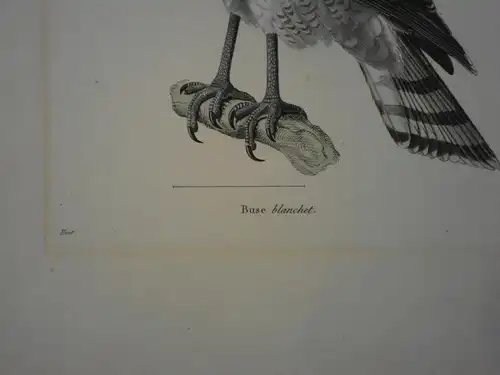 Kupferstich altkoloriert,Blanchet, Buse, von Huet, etwa 1860