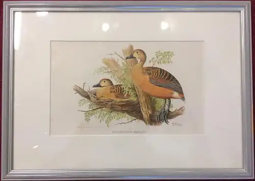 Orihginal-Chromolithographie „DENDROCYGNA ARCUATA“ von William Foster, gerahmt