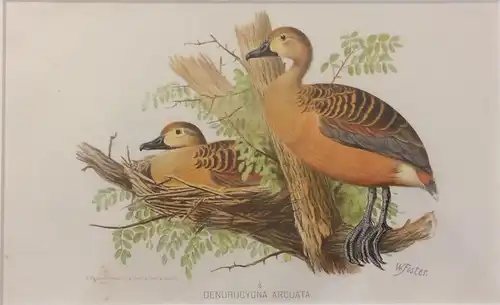 Orihginal-Chromolithographie „DENDROCYGNA ARCUATA“ von William Foster, gerahmt