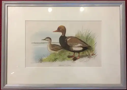 Orihginal-Chromolithographie „BRANTA RUFINA“ von William Foster, gerahmt