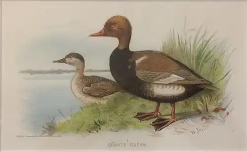 Orihginal-Chromolithographie „BRANTA RUFINA“ von William Foster, gerahmt