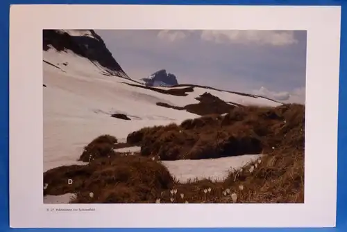 Fotografie, Mändlenen vor Schneefeld, Schwarzhorn, Berner Alpen, Schweiz