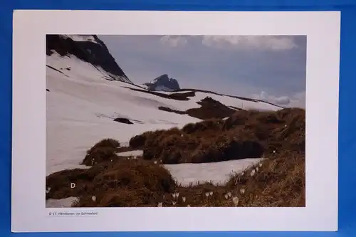 Fotografie, Mändlenen vor Schneefeld, Schwarzhorn, Berner Alpen, Schweiz