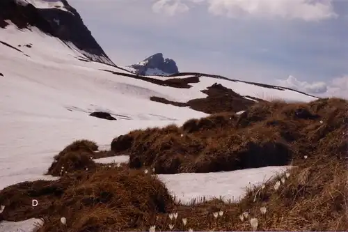 Fotografie, Mändlenen vor Schneefeld, Schwarzhorn, Berner Alpen, Schweiz