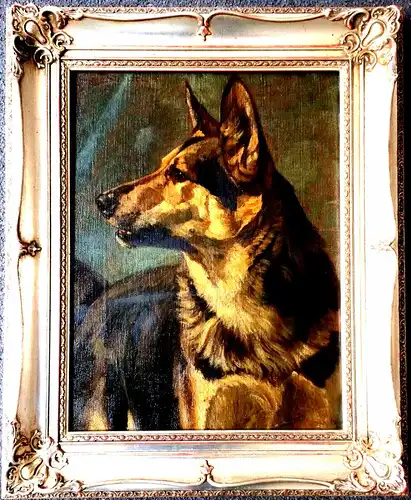 Ölbild Portrait eines Schäferhundes, gerahmt, nicht signiert