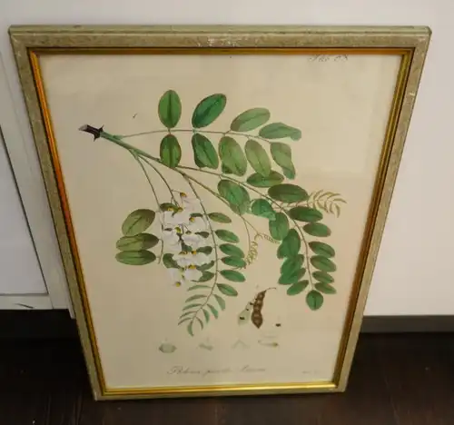 Lithografie,koloriert,Robinie,Robinia pseudo-Acacia,Arkenh.,