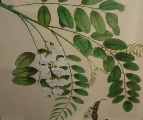 Lithografie,koloriert,Robinie,Robinia pseudo-Acacia,Arkenh.,