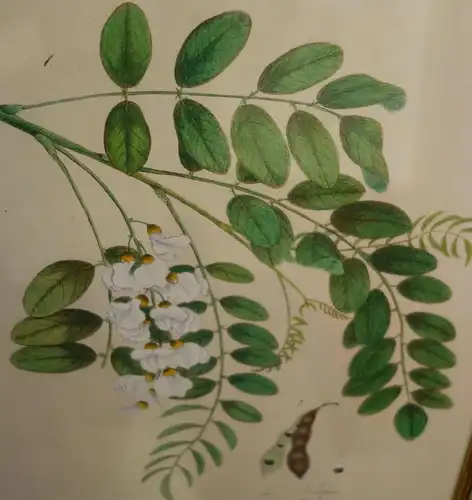 Lithografie,koloriert,Robinie,Robinia pseudo-Acacia,Arkenh.,