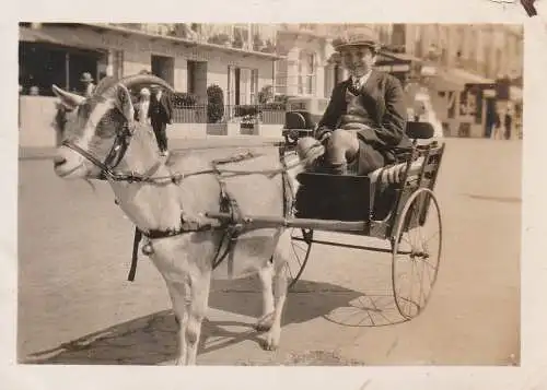 Fotografie, s/w, monochrom, Ziege vor dem Wilberforce House Hotel, etwa 1920