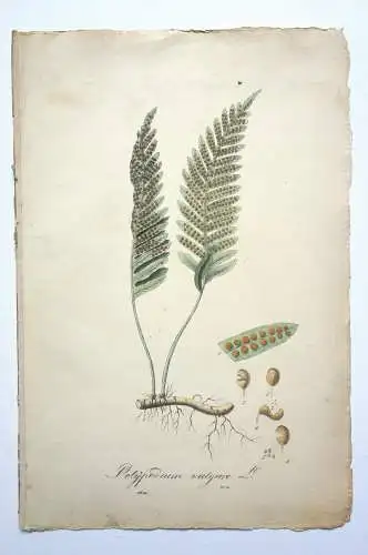 Kupferstich,koloriert, Tüpfelfarn,Polypodium vulgare, Graumüllers Handbuch, 1850