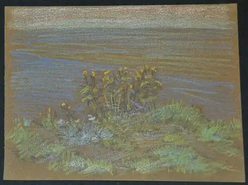 Bleistift-Buntstift-zeichnung,Hans Stadelmann,Blumen am Wasser