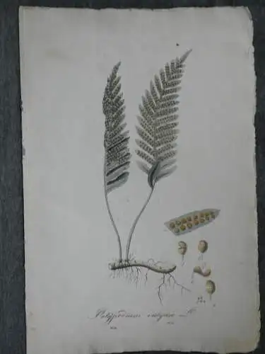 Kupferstich,koloriert, Tüpfelfarn,Polypodium vulgare, Graumüllers Handbuch, 1850